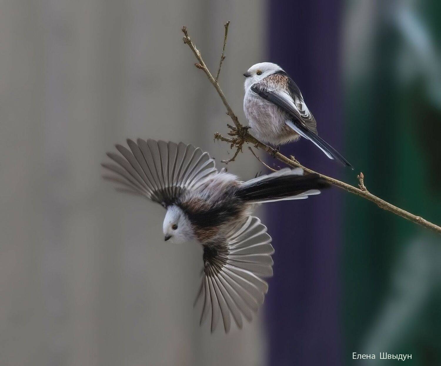 animal,  bird, animal wildlife,  animals in the wild,  nature,  songbird,  длиннохвостая_синица,  long_tailed_tit,  ополовник, sitting,  long-tailed tit, Елена Швыдун