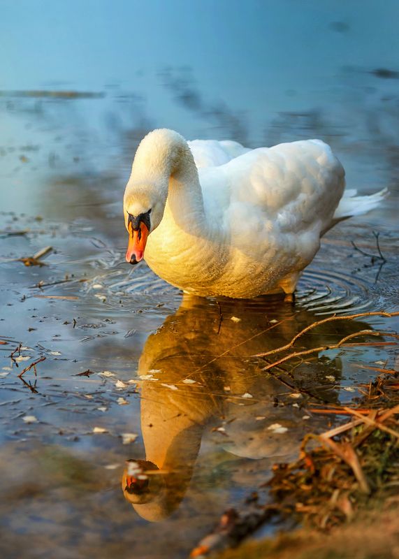 сказки осени,  лебедь, природа, лесное озеро, жизнь,птицы Золотой.. фото превью