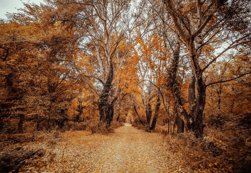 autumn, landscape, love, trees, park, walk, outdoor, photography, canon, Yellow road фото превью