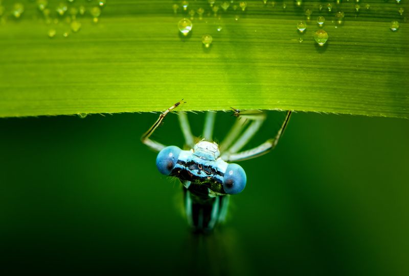 Damselfly фото превью