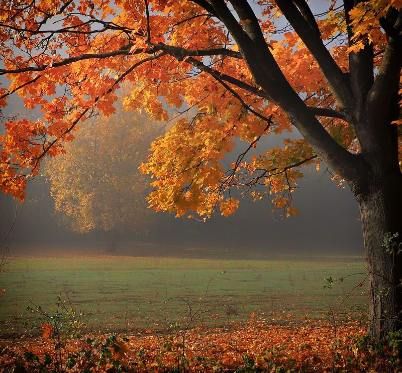 Autumn colors фото превью