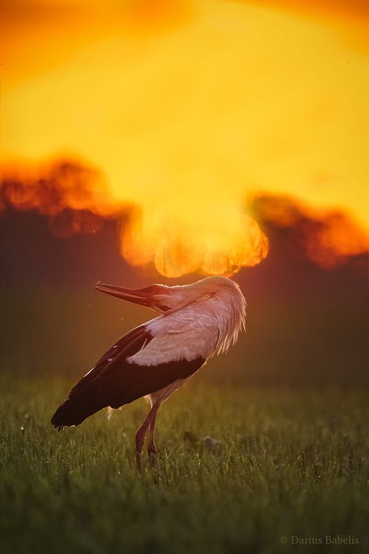 Белый аист фото превью