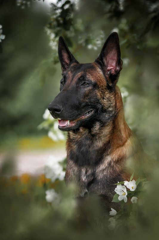 Бельгийская овчарка Малинуа фото превью