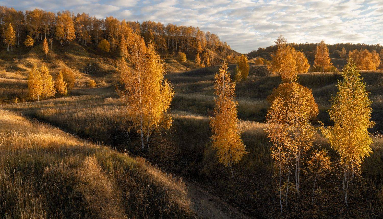 октябрь. вечер. березы, Андрей Колесов