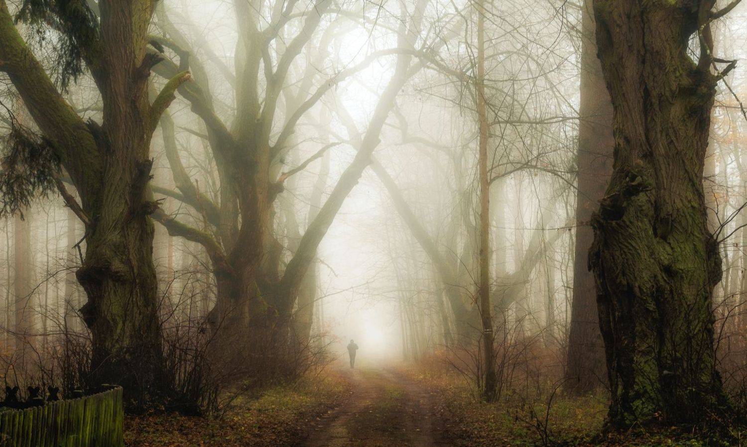 Scenics - Nature  Fog  Tree  Photography  Nature  Woodland  Autumn  running in the fog  forest atmosphere  light  mist  road, Krzysztof Tollas