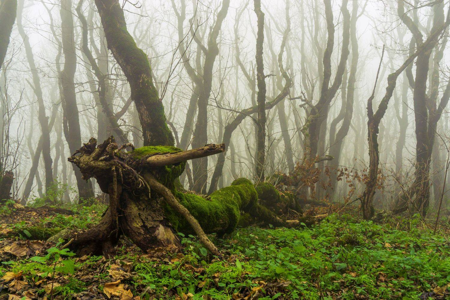 минеральные воды, туман, лес, пейзаж, природа, Максим
