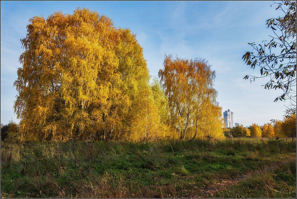 москва, осень, АНАТОЛИЙ ДОВЫДЕНКО