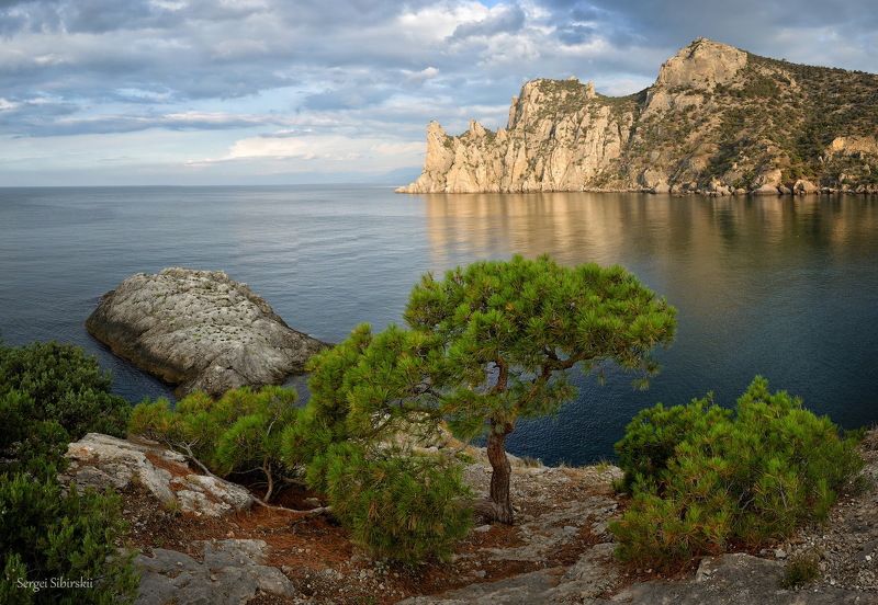 Крым, Новый Свет, Черное море, сосна Крым фото превью