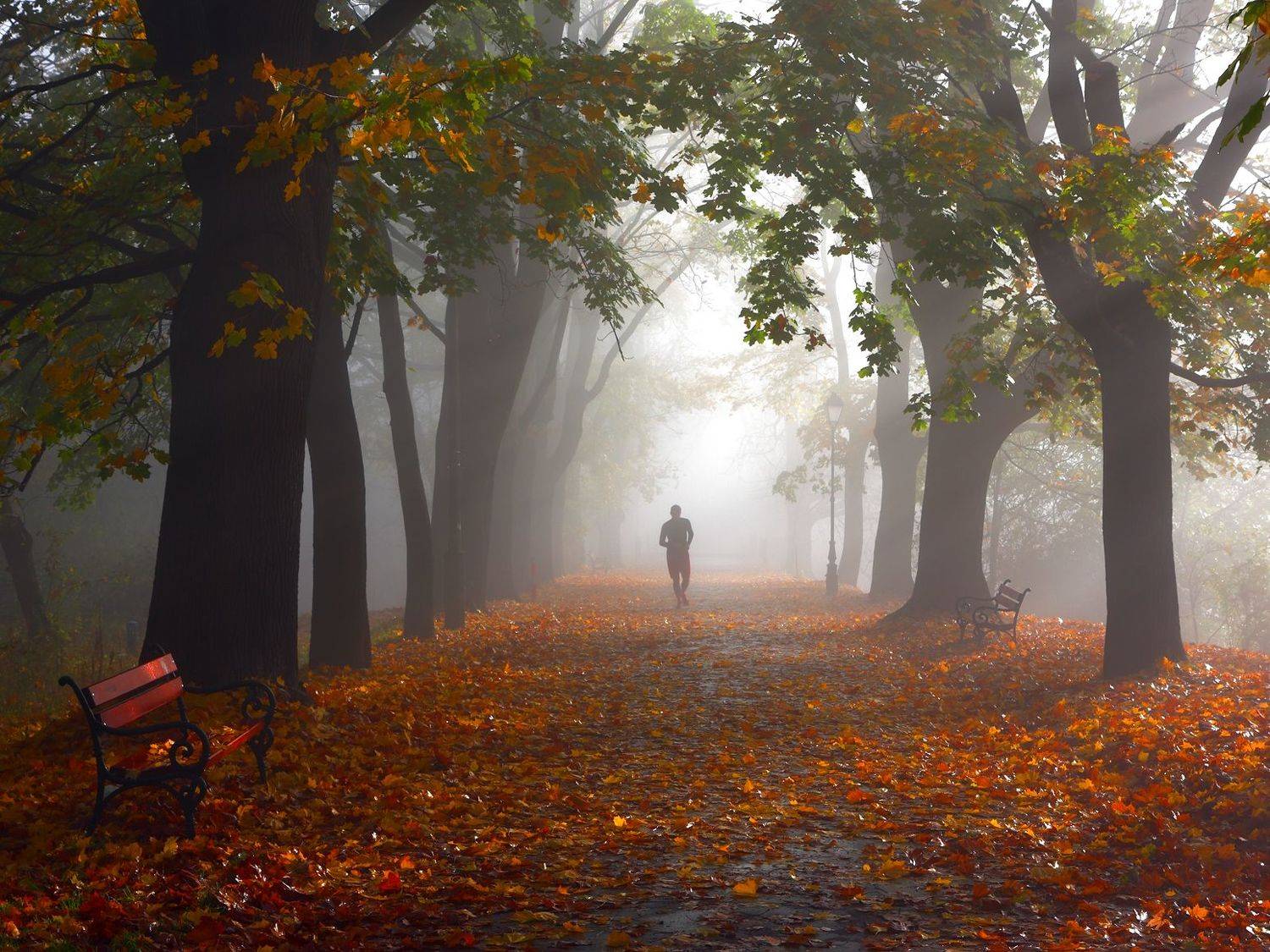 autumn, light, morning, tree, alley, park, leaf, color, sport, running, jogging, mood, man, mist, fog, ray,, Jacek Lisiewicz