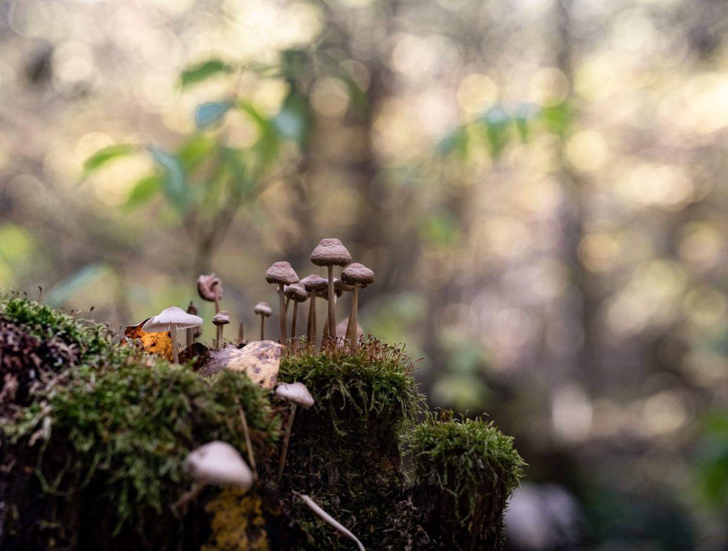 макро, Виктор Парщиков