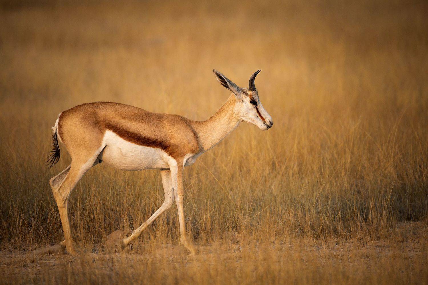 #спрингбок, #этоша, #намибия, #африка, #животное, #africa, #namibia, #etosha, #animal, #springbok, Наталия Деркач