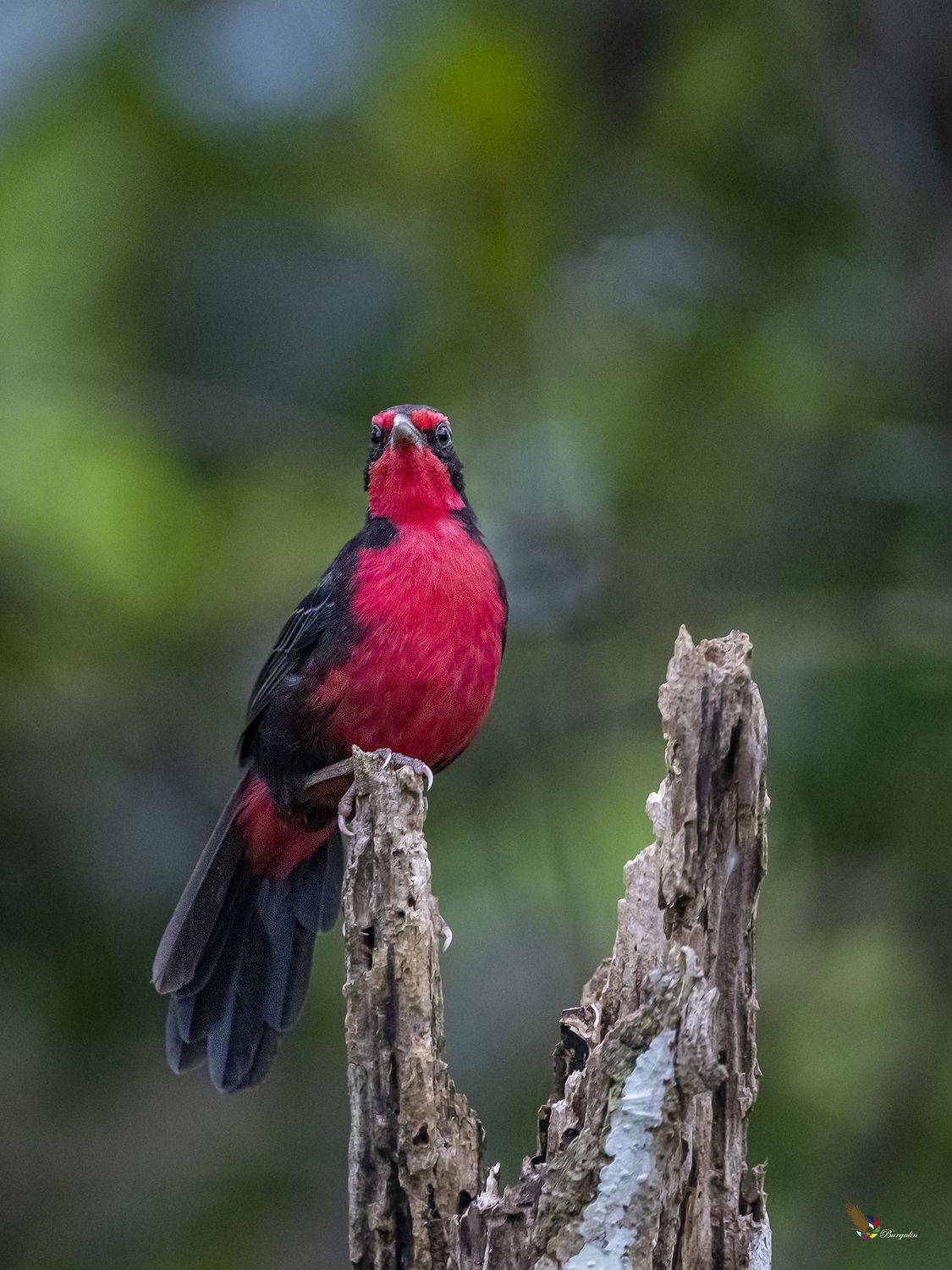 , Fernando Burgalin Sequeira