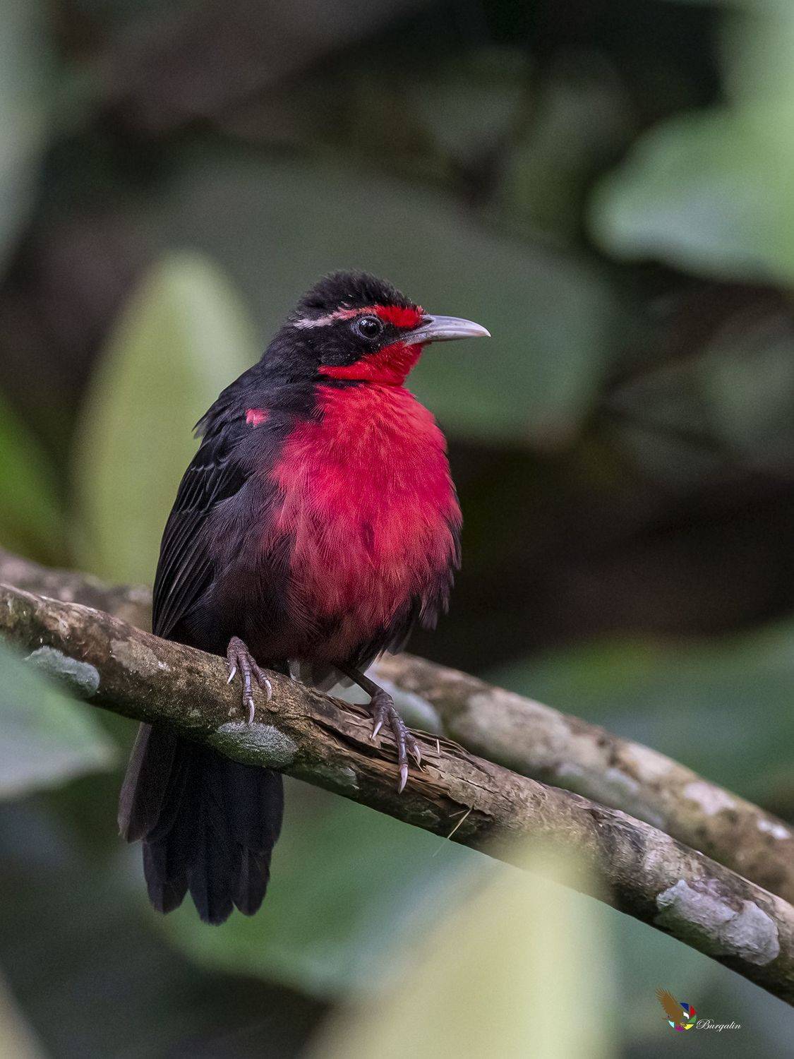 , Fernando Burgalin Sequeira