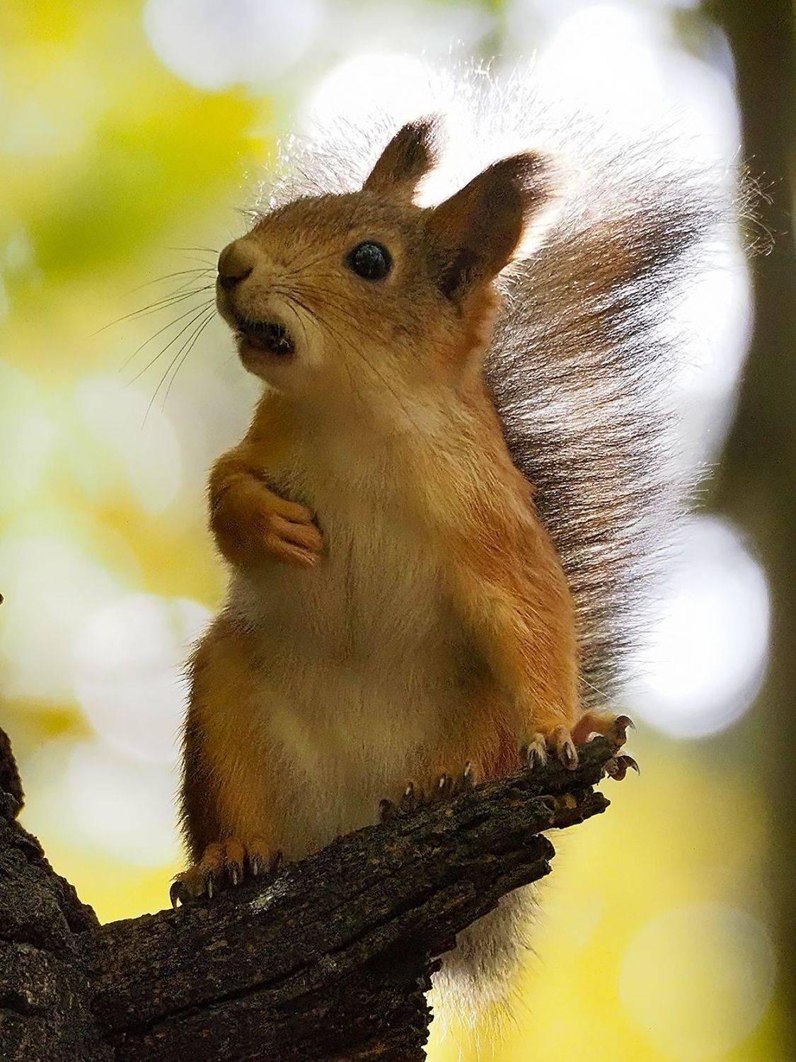 , Сергей Духанин