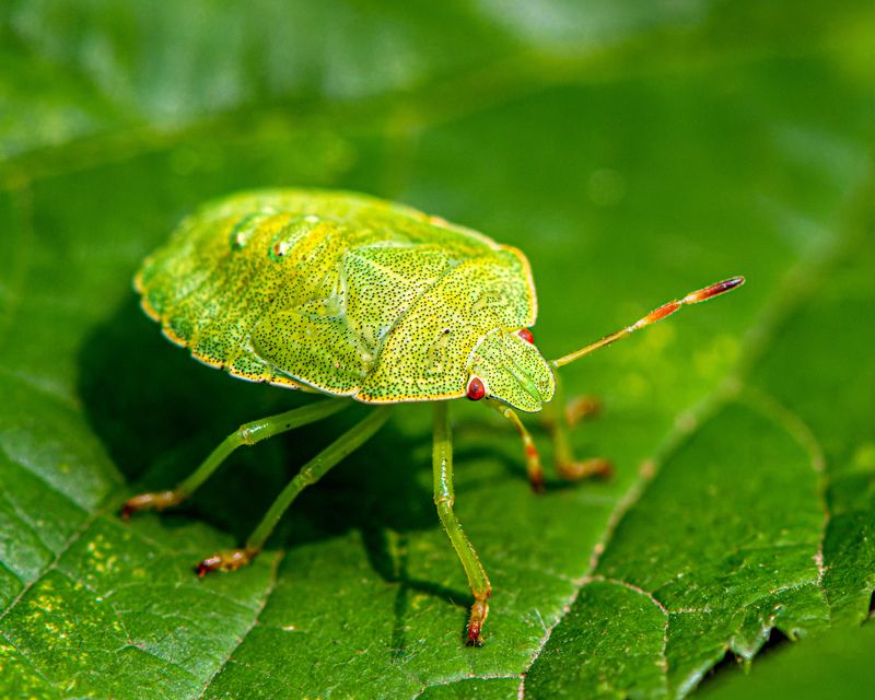 A little Nezara viridula фото превью