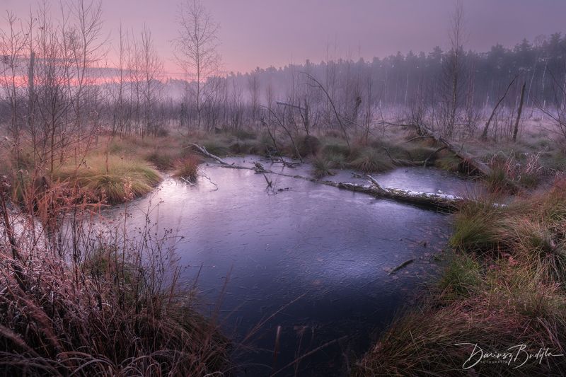 Kampinos фото превью