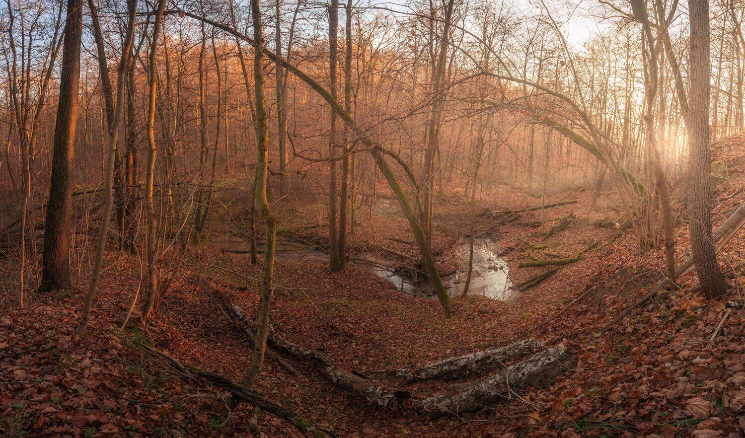 лес, пейзаж, природа, солнце, туман, река, закат, деревья, осень, landscape, nature, autumn, fall, Семён Кузнецов