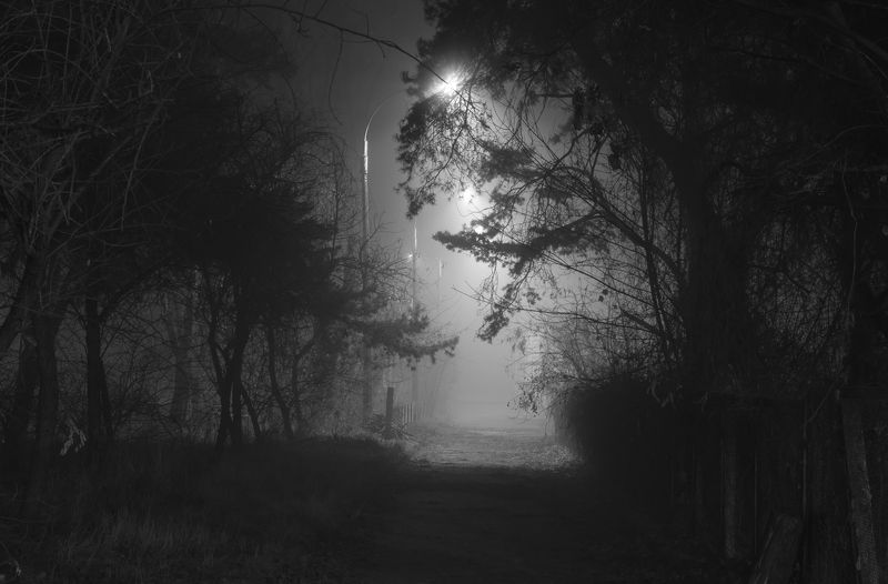 лес, город, осень, ноябрю, ночь, туман и фонари - десятки мутных лун - из темноты плывут незаземлённо фото превью