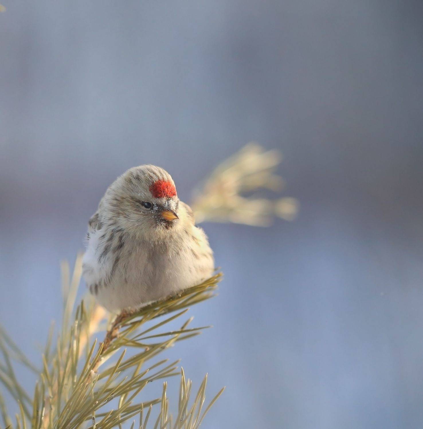 нерюнгри, чечётка, якутия, птицы, Евгения Левина