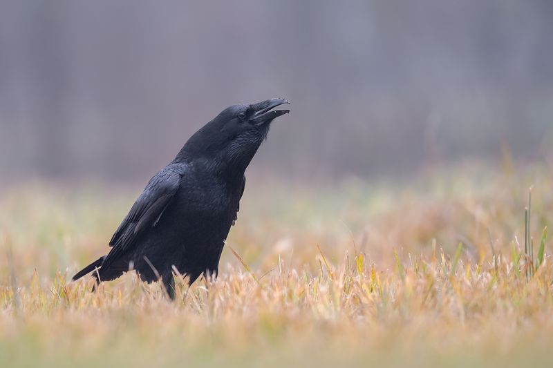 Czarny książe фото превью
