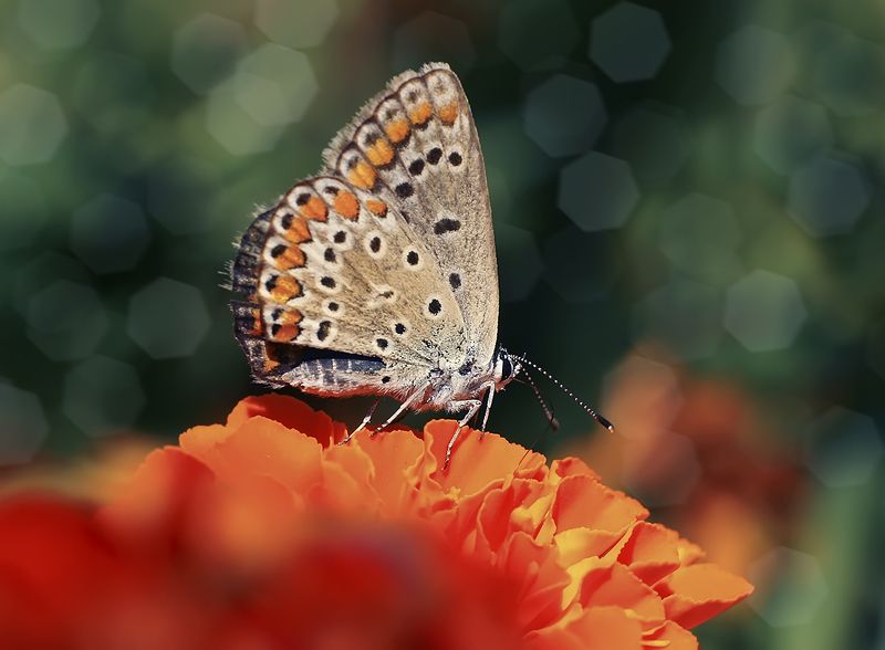 ,бабочка,макро,бабочка-голубянка,лето,цветы Бабочка-голубянка фото превью