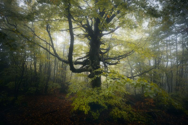 The core фото превью