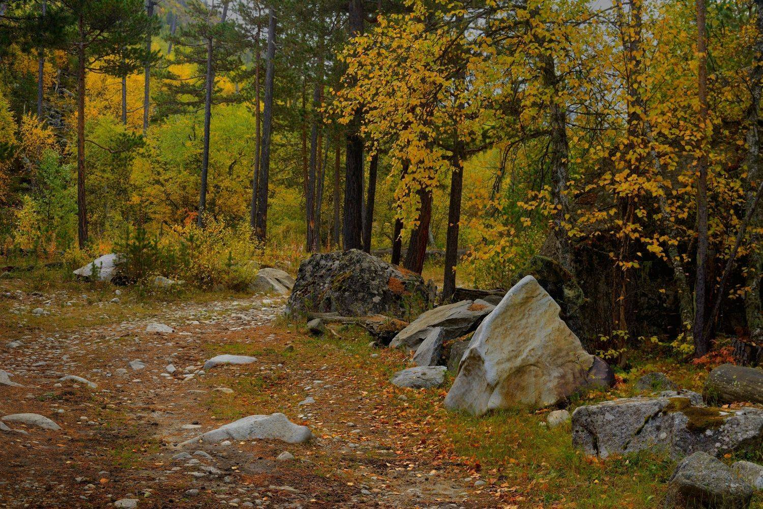 осень листва утро лес дорога, Александр Жарников