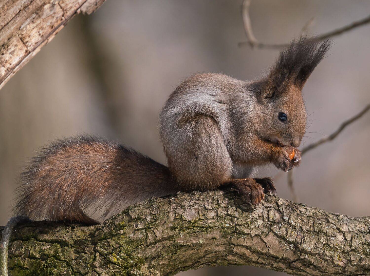 , Константин Дэм