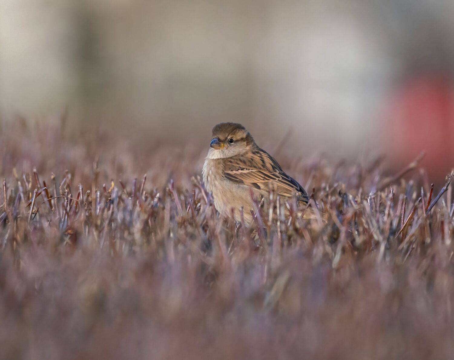 , Константин Дэм