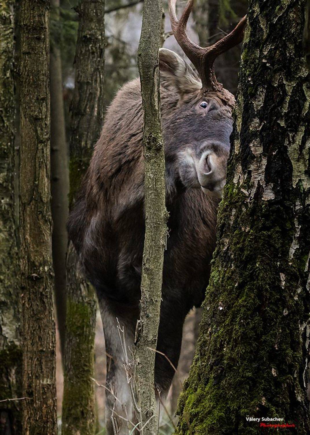 , Валерий Субачев