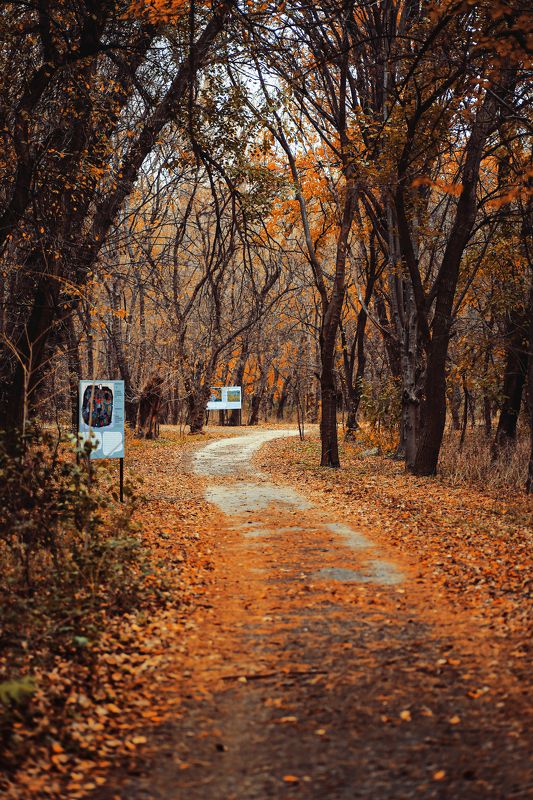 walk, travel, explore, forest, park, road, autumn, yellow, leaves, photography, landscape, landscape photography, autumn leaves, The road.. фото превью