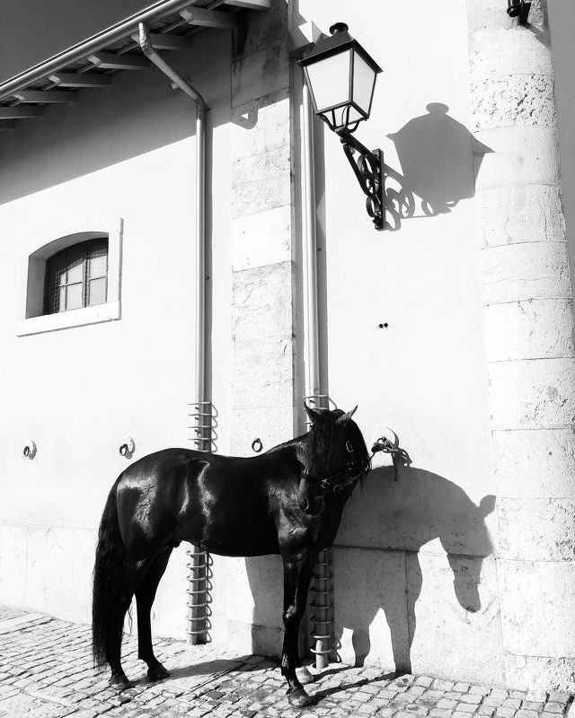 Portugal shadows фото превью