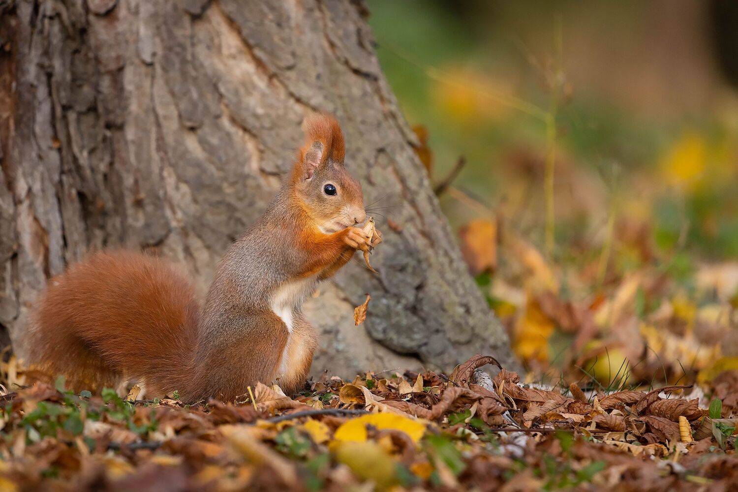 , Robert Adamec