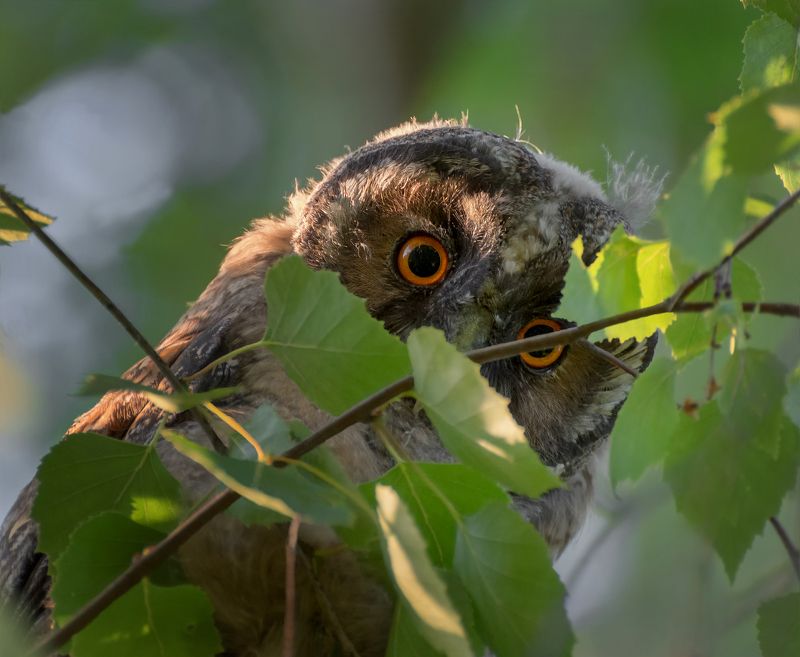 птица. ушастая сова, слёток, немного ужаса и любопытства.. фото превью