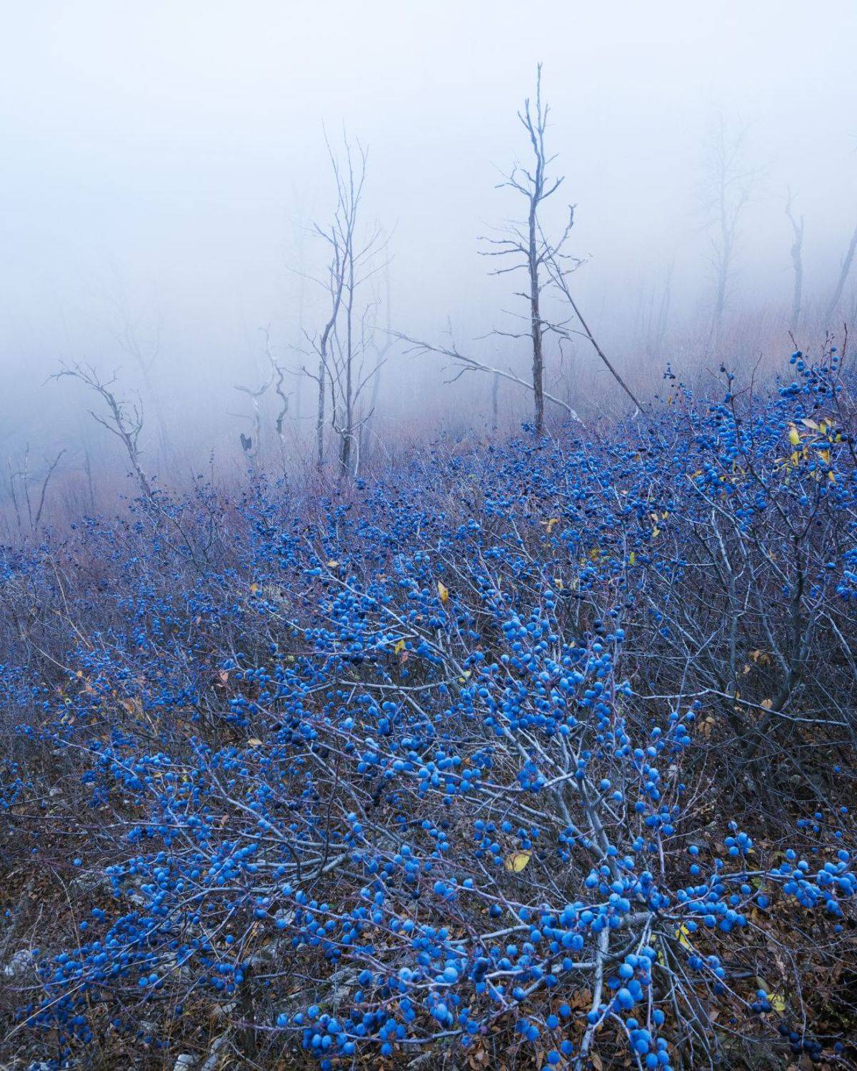 , Алексей Проняхин