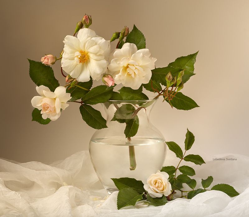 розы,цветы,кот С белыми розами фото превью