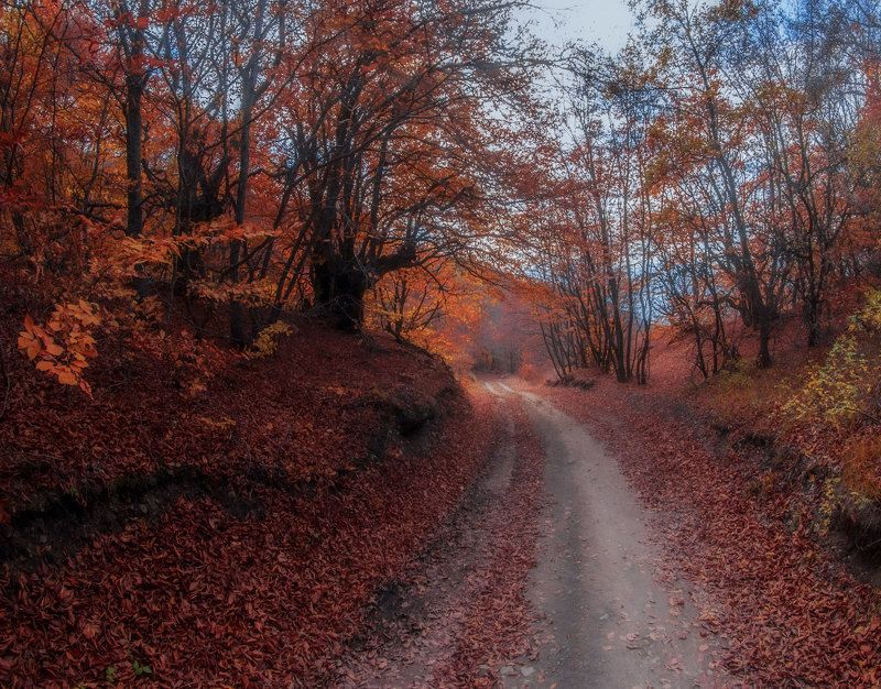 Осеннею листвой засыпан путь домой... фото превью