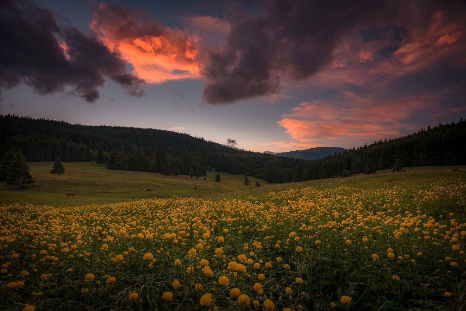 , Atanasova - Lucero Mariyana