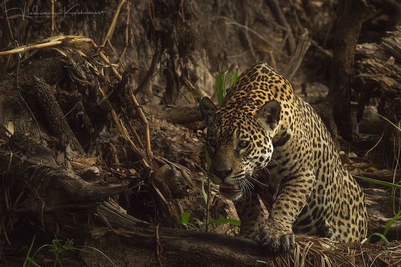 Фелиция фото превью