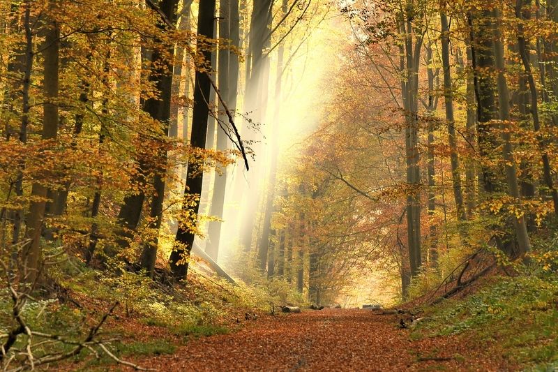 Autumn. фото превью