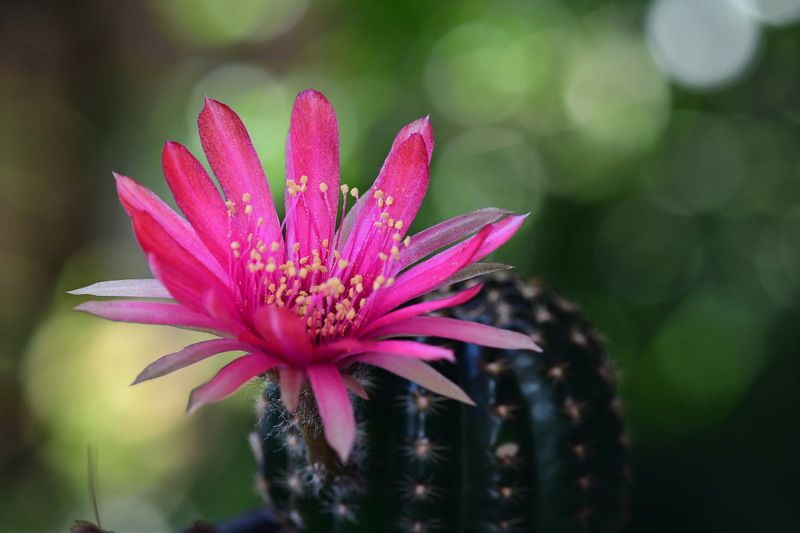 denis moura, mogi das cruzes, brasil Flor фото превью