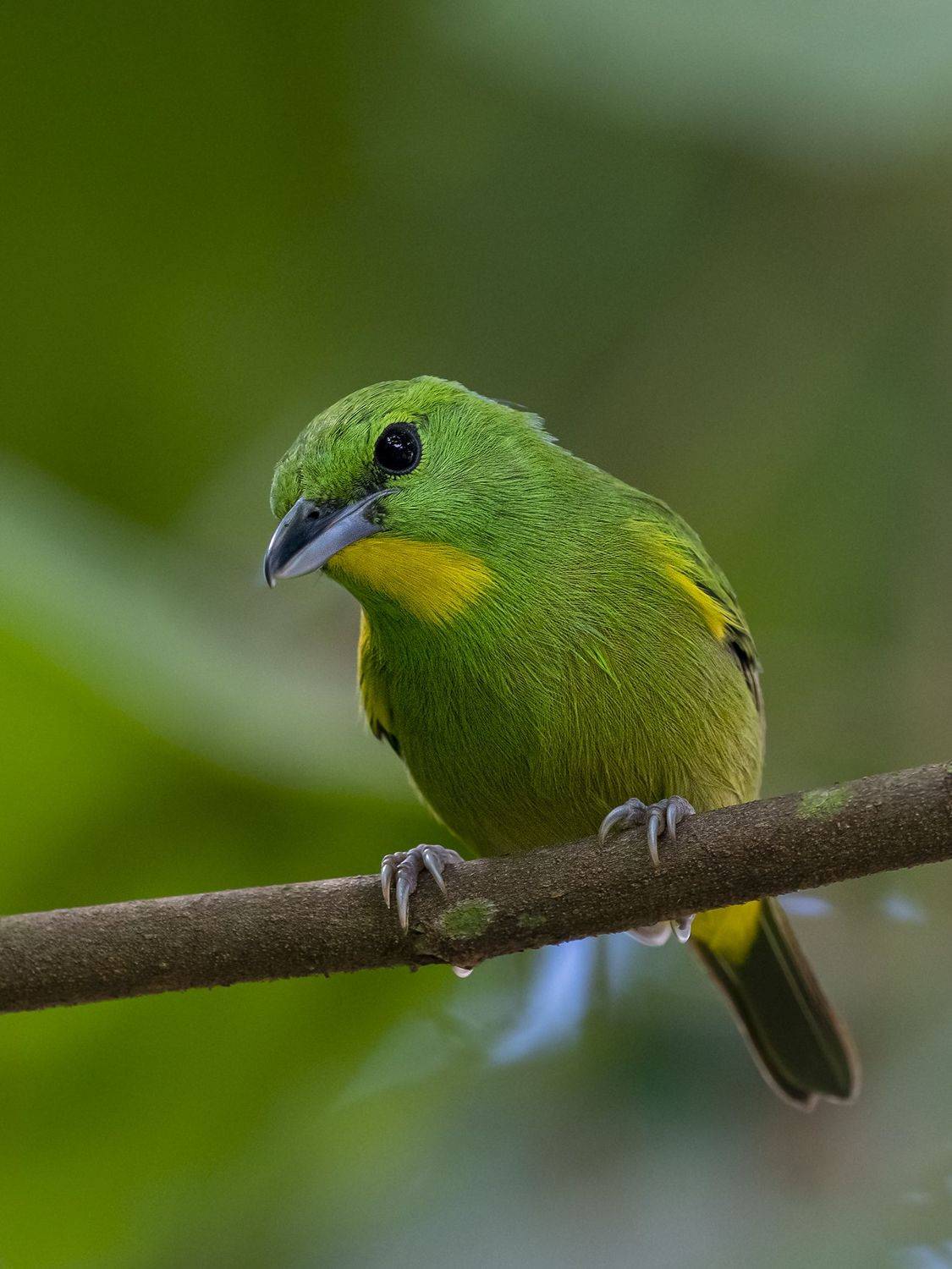 , Fernando Burgalin Sequeira