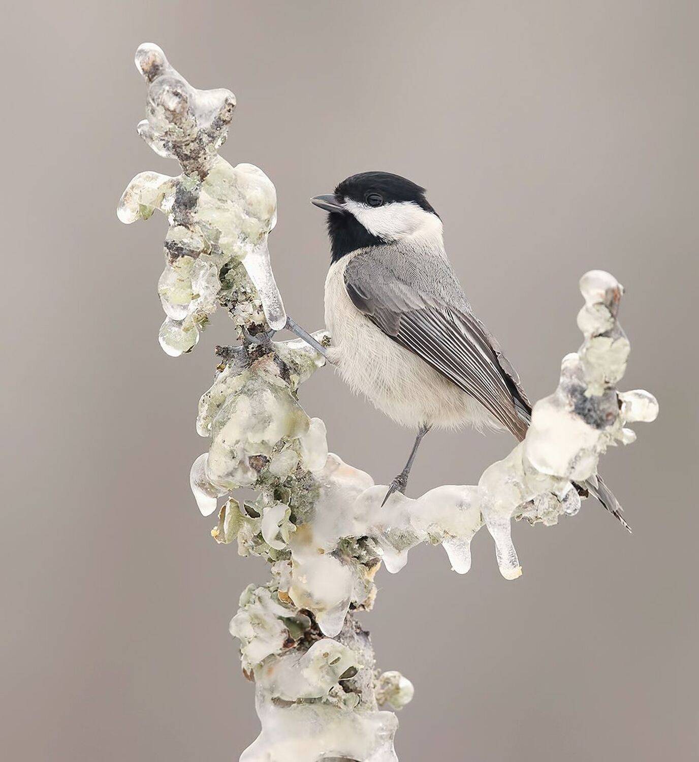 черношапочная гаичка, black-capped chickadee, гаичка, зима, chickadee, синичка, Elizabeth Etkind