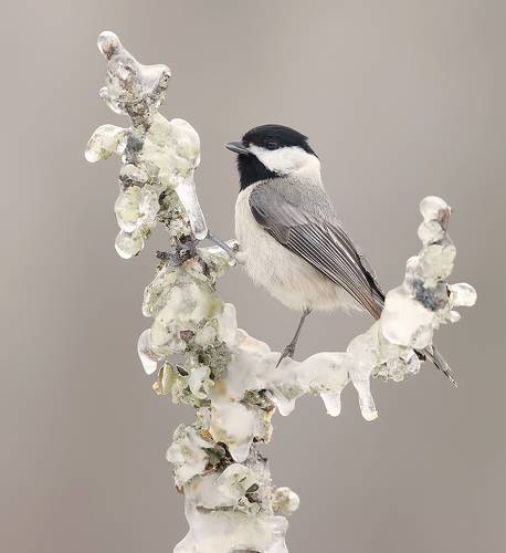 Carolina Chickadee - Каролинская гаичка