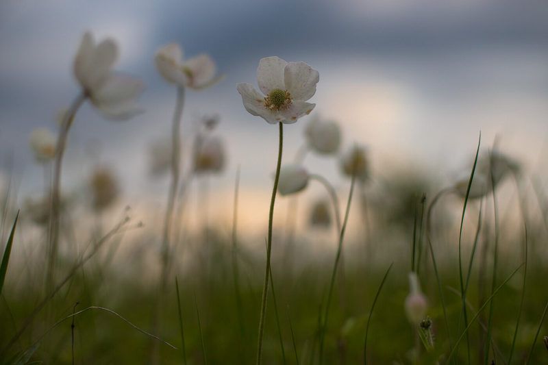 ветреница, весна, первоцветы, цветы, flowers, primulas, anemone, рассвет Ветреница фото превью