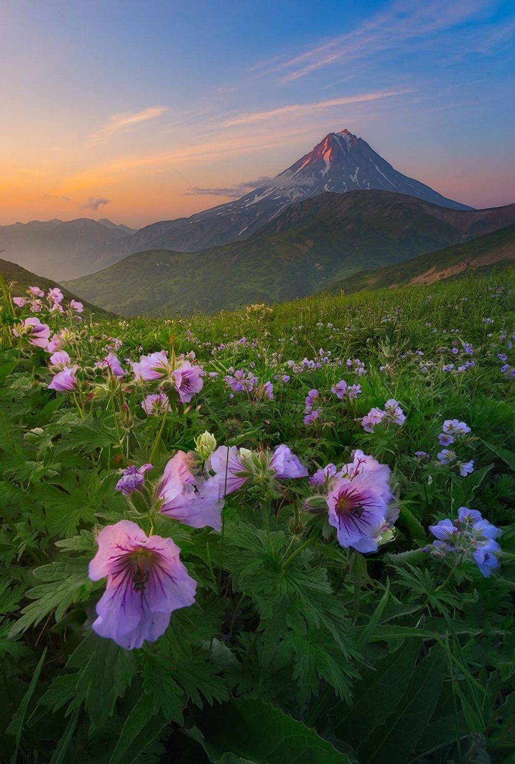 Камчатка, вулкан, цветы, рассвет, природа, путешествие, фототур, пейзаж,, Денис Будьков