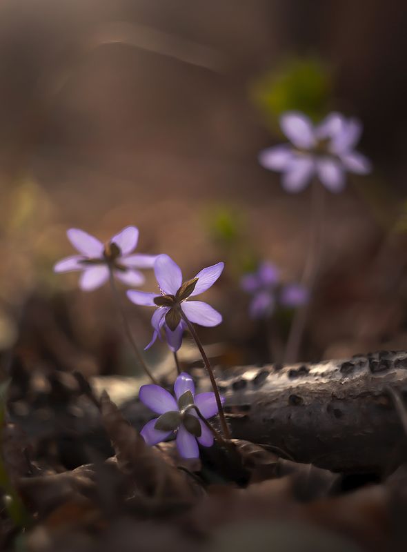 Hepatica nobilis фото превью