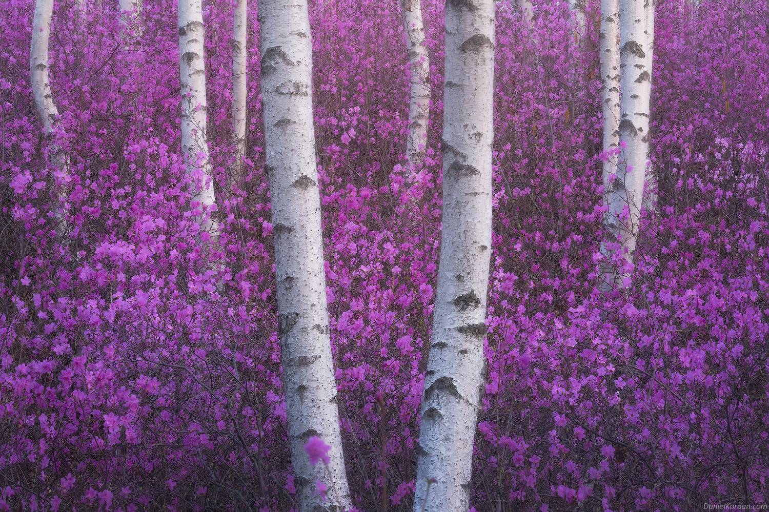 Забайкалье, Даниил Коржонов