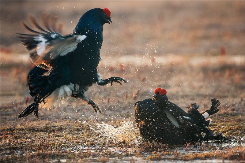 * * * фото превью