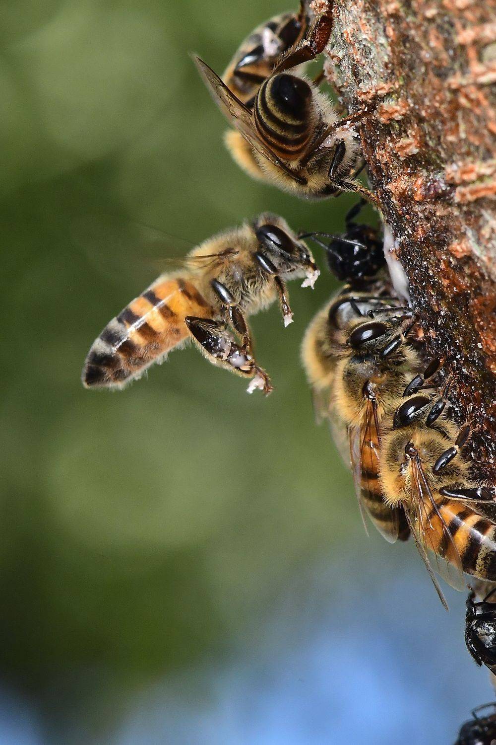 denis moura, mogi das cruzes, brasil, bee, Moura Denis